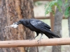 Common Raven