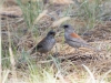 Dark-eyed Junco, Red-backed.