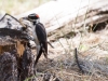 Hairy Woodpecker