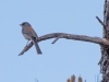 Dark-eyed Junco, Red-backed