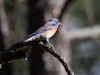 Western Bluebird