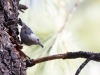 White-breasted Nuthatch