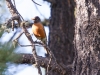 American Robin