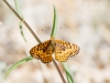 Arachne Checkerspot Butterfly