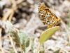 Arachne Checkerspot Butterfly