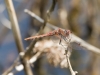 Variegated Meadowhawk Dragonfly