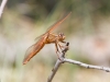 Flame Skimmer Dragonfly