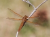 Flame Skimmer Dragonfly