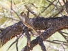 Ash-throated Flycatcher