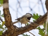 Mountain Chickadee