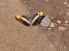 Arizona Sister Butterfly