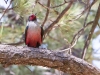 Lewis's Woodpecker