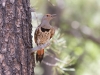 Northern Flicker