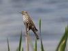 Female Red-winged Blackbird