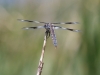 Eight-spotted Skimmer