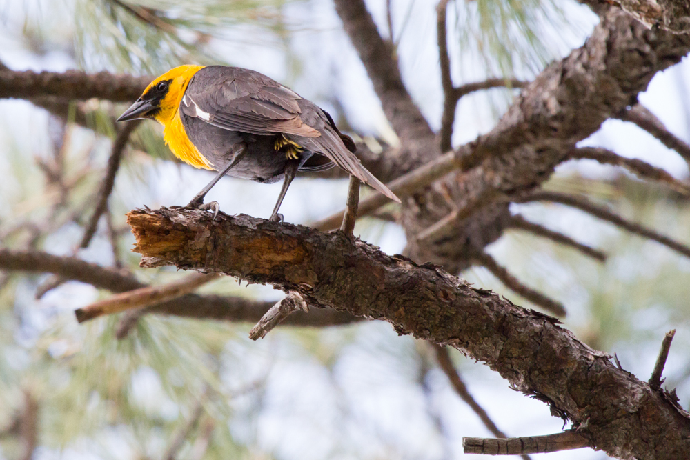 Yellow-headed Blackbird