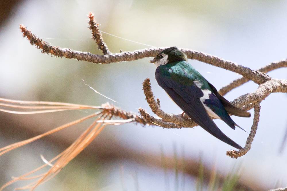 Violet-green Swallow