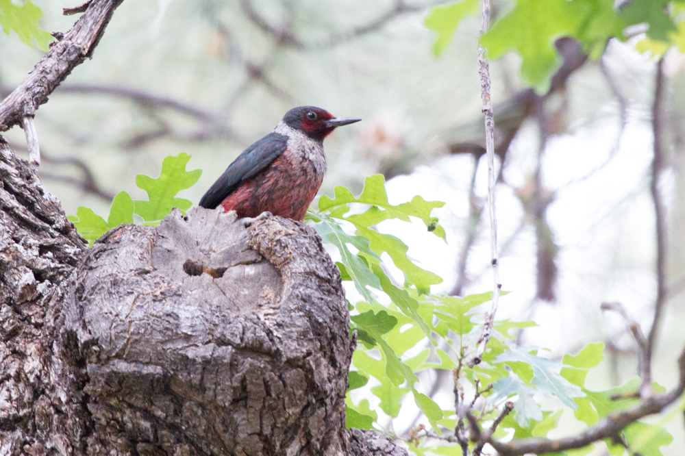 Lewis\'s Woodpecker