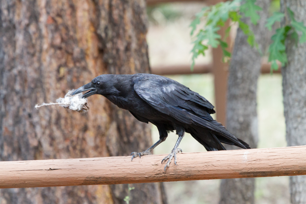 Common Raven