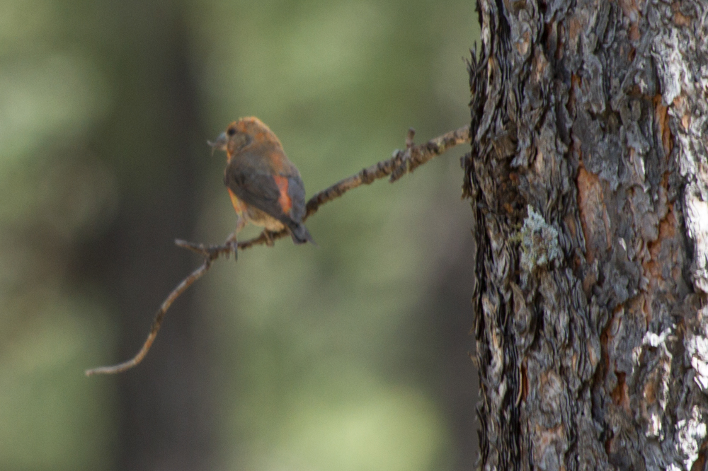 Red Crossbill