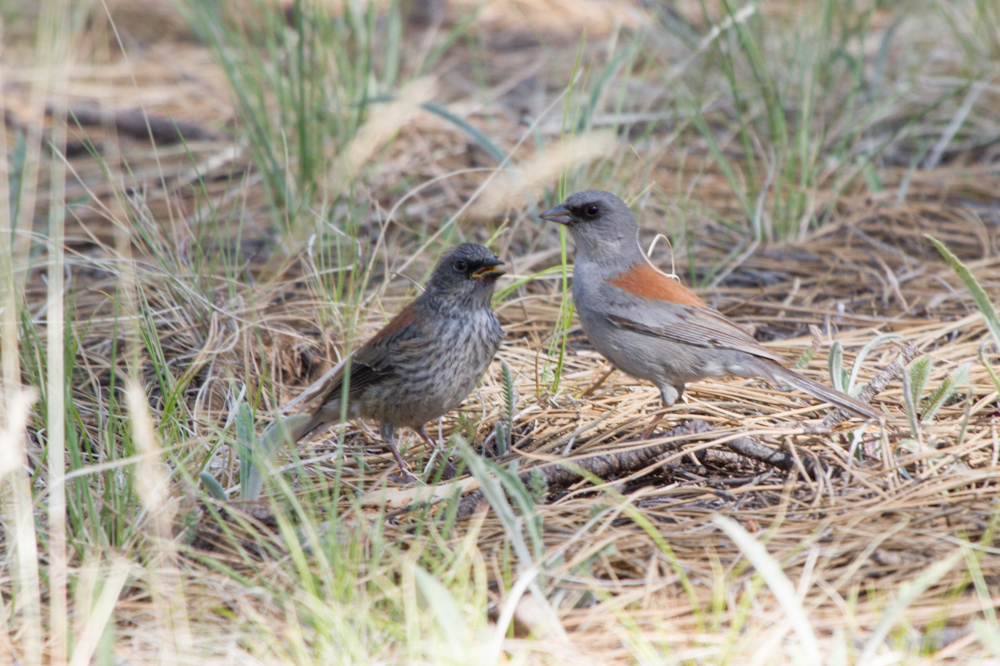 Dark-eyed Junco, Red-backed.