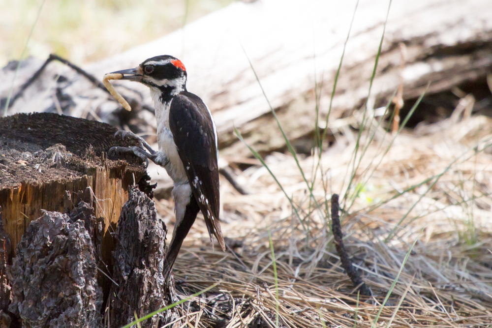 Hairy Woodpecker