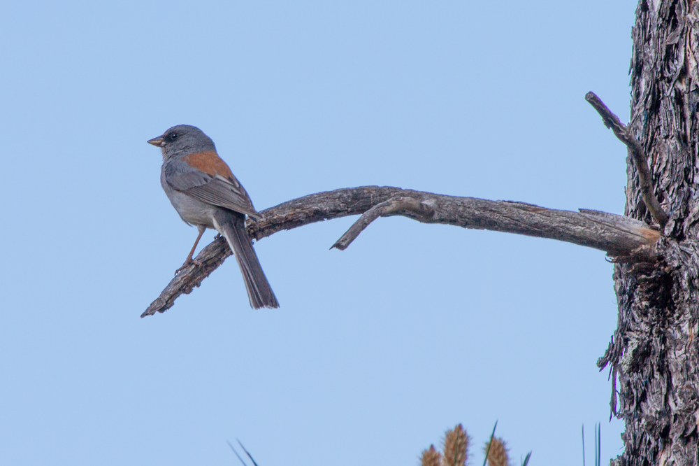 Dark-eyed Junco, Red-backed