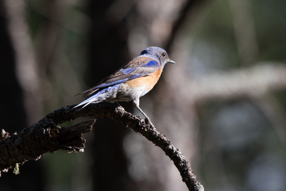 Western Bluebird