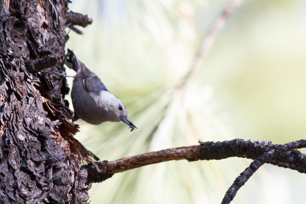 White-breasted Nuthatch