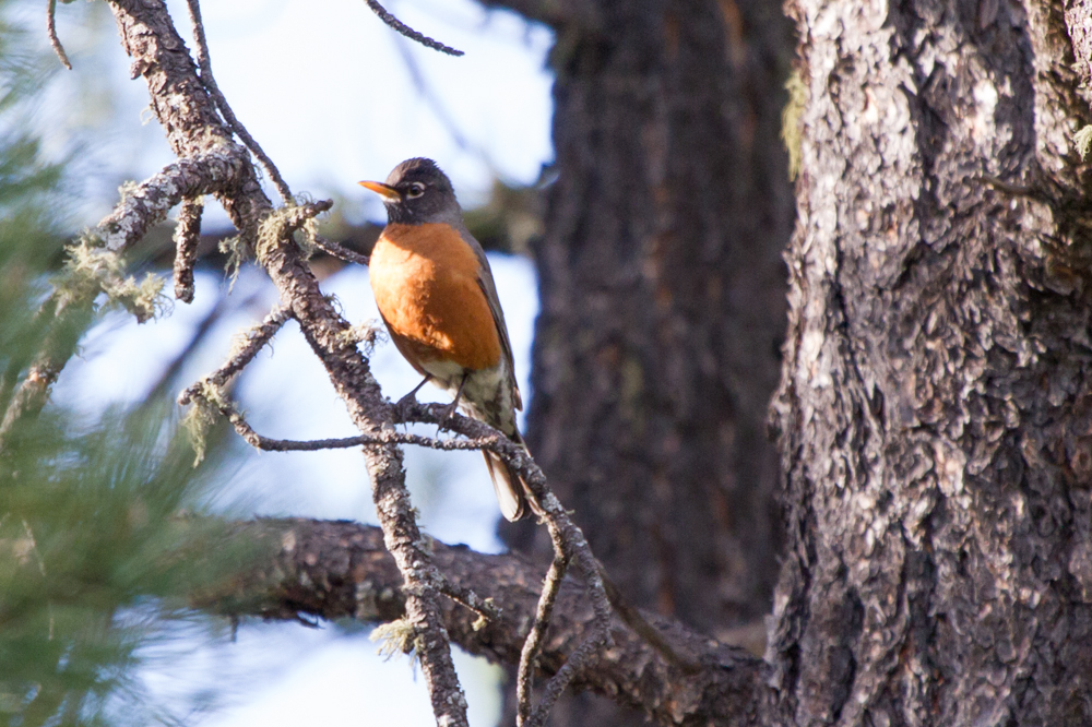 American Robin