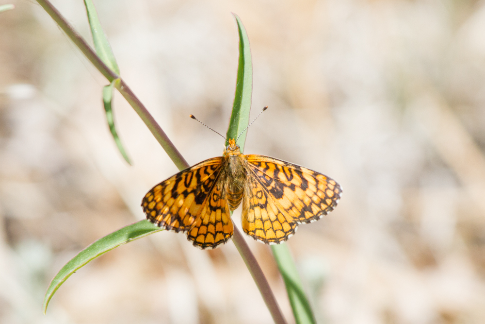 Arachne Checkerspot Butterfly