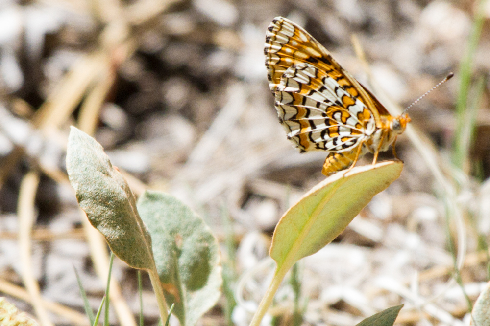 Arachne Checkerspot Butterfly