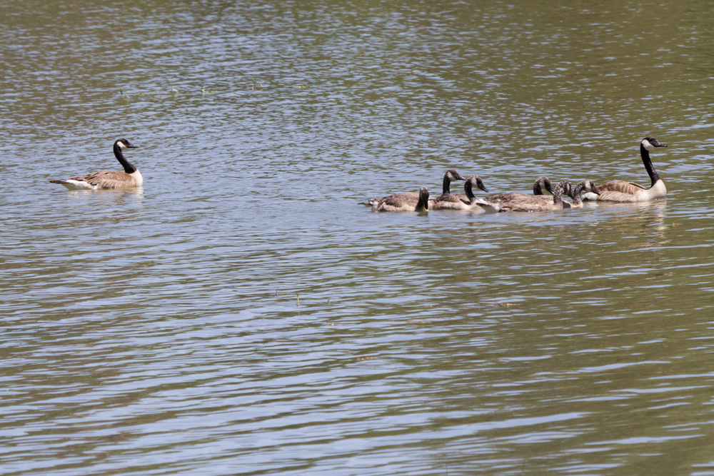 Canada Goose