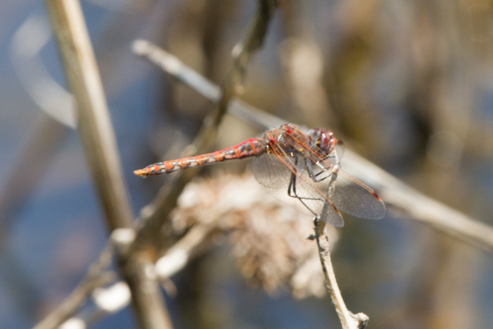 Variegated Meadowhawk Dragonfly