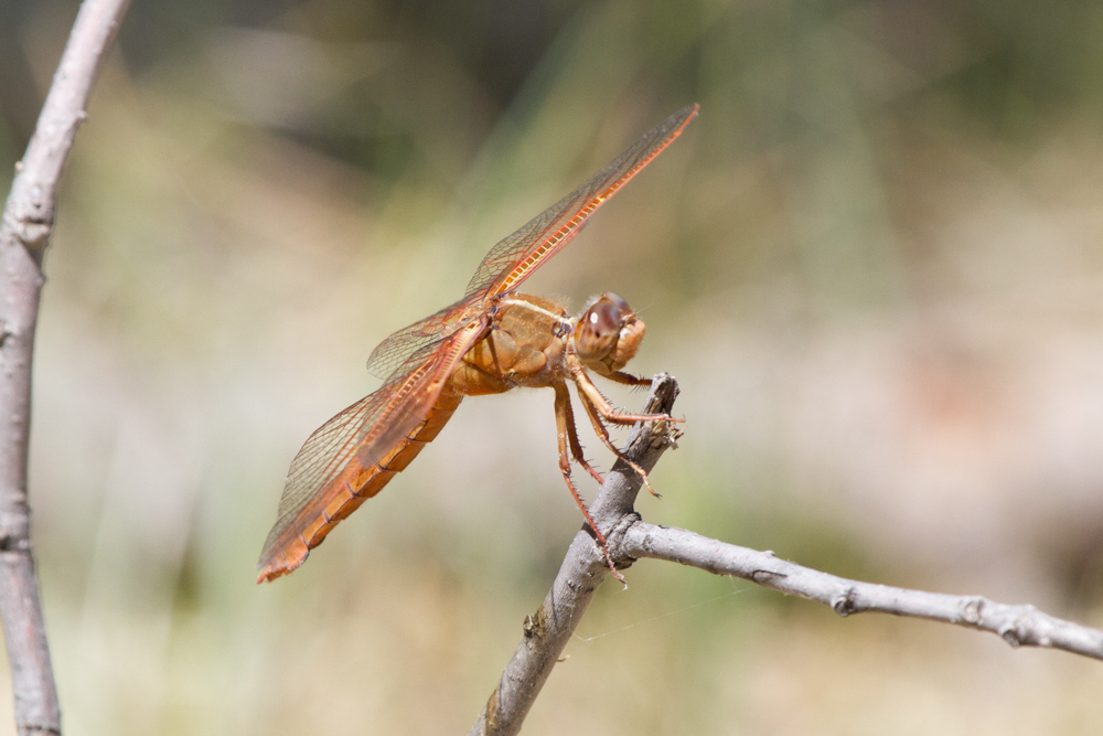 Flame Skimmer Dragonfly