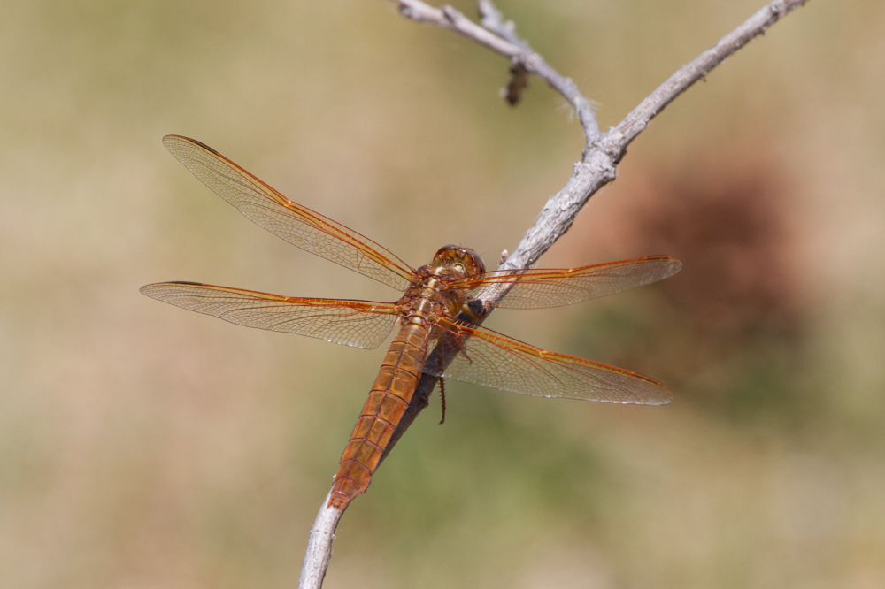 Flame Skimmer Dragonfly