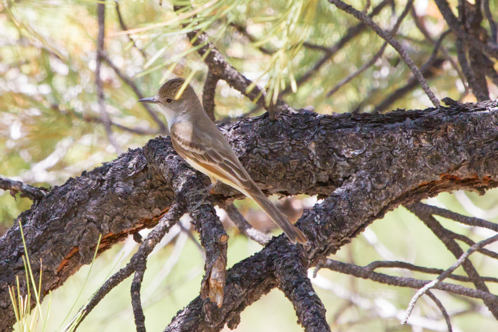 Ash-throated Flycatcher