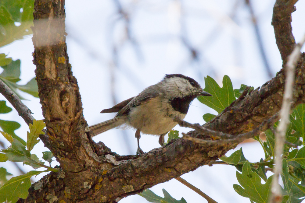 Mountain Chickadee