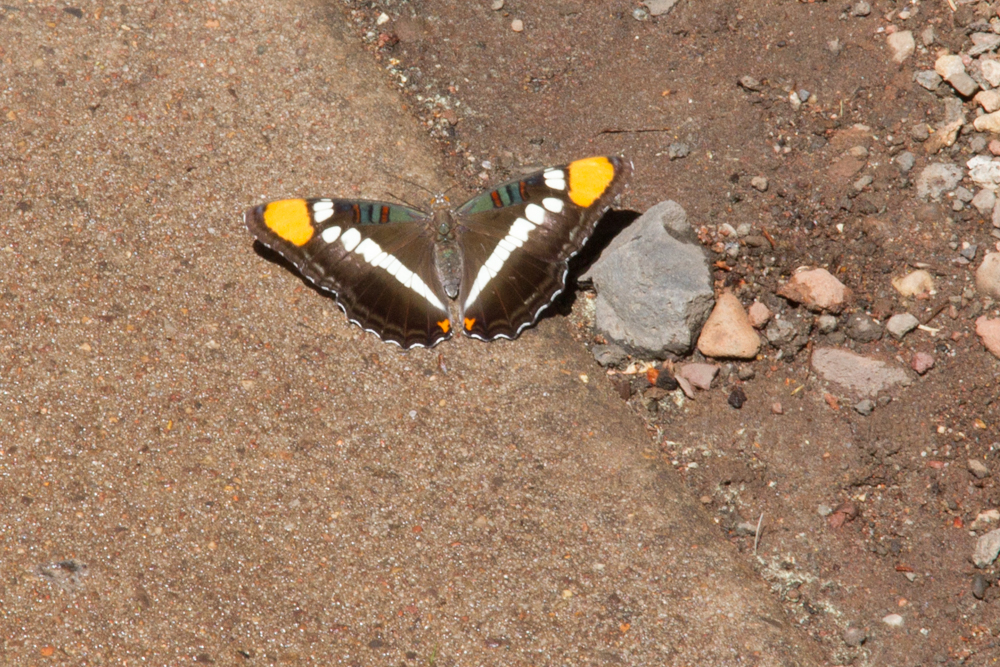 Arizona Sister Butterfly