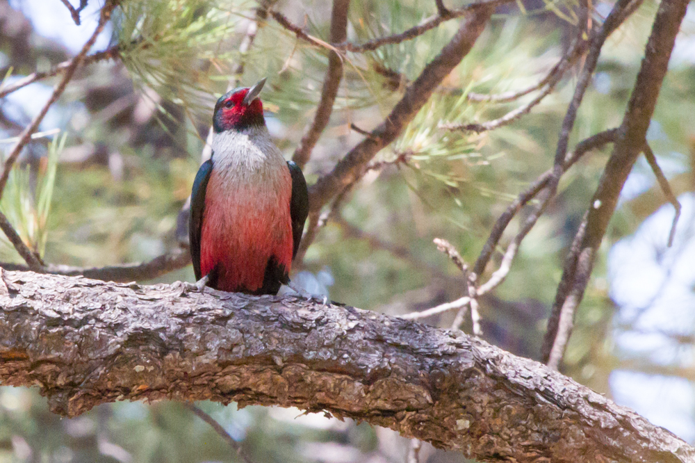 Lewis\'s Woodpecker