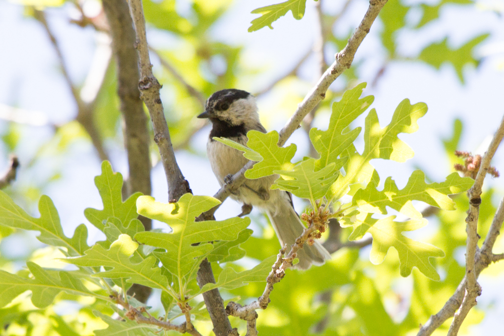 Mountain Chickadee