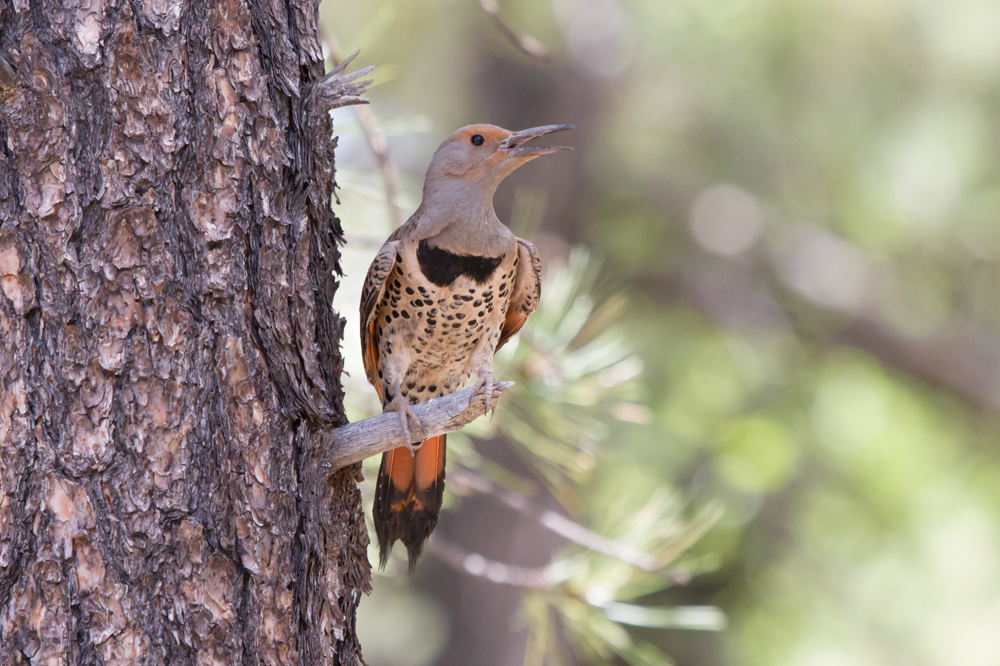 Northern Flicker