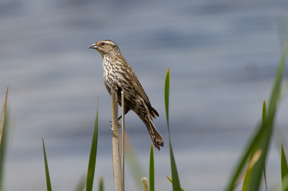 Female Red-winged Blackbird