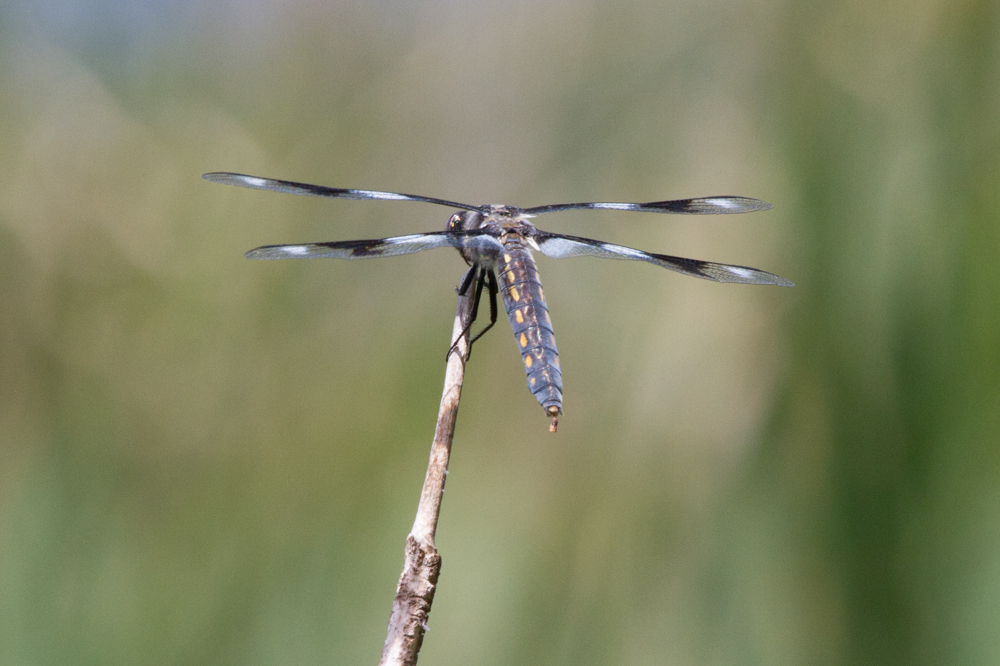 Eight-spotted Skimmer