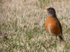 American Robin