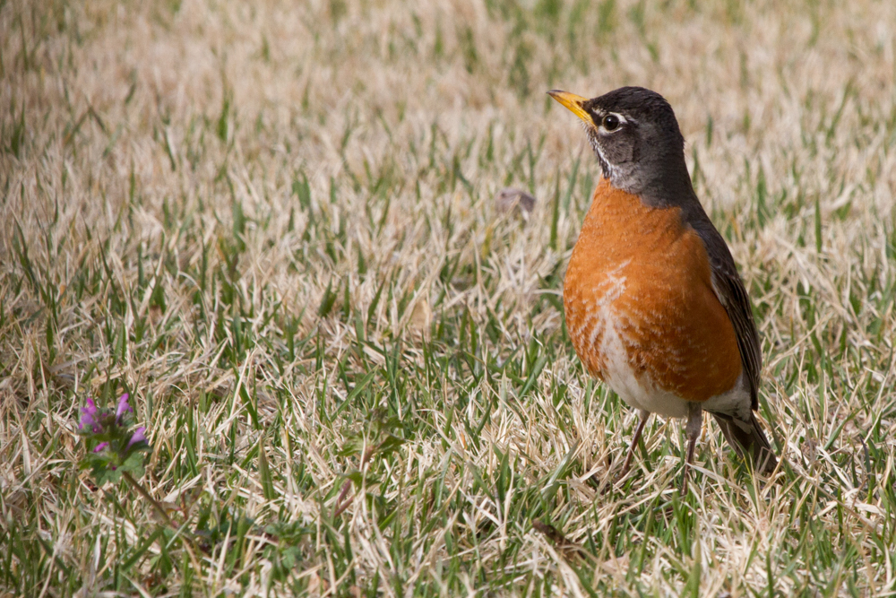 American Robin