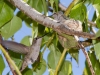 Anna's Hummingbird