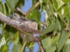 Anna's Hummingbird