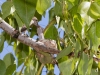 Anna's Hummingbird