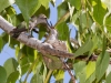 Anna's Hummingbird